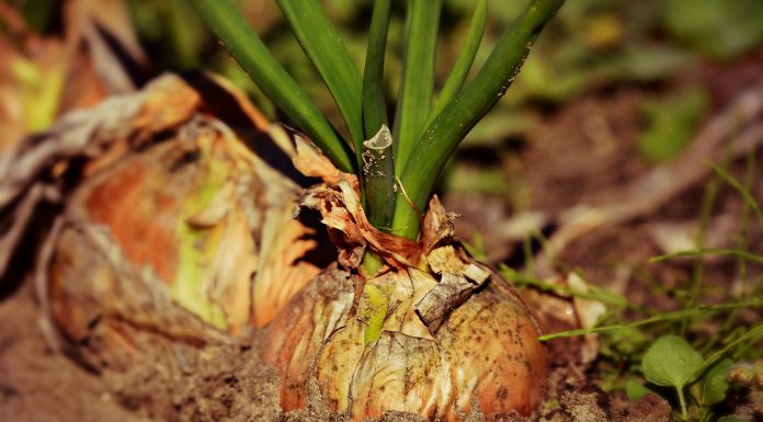 Interpretare vis in care apare ceapa