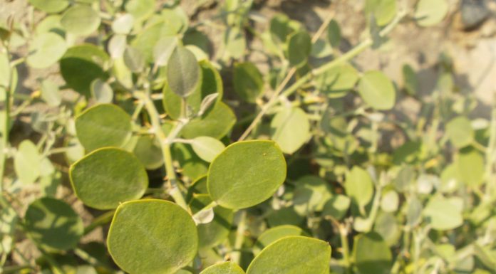 Interpretare vis în care apare dafin Interpretare vis in care apare dafin