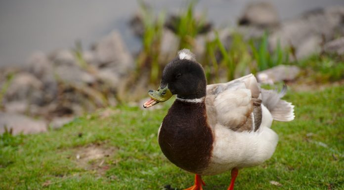 Interpretare vis in care apare deformat