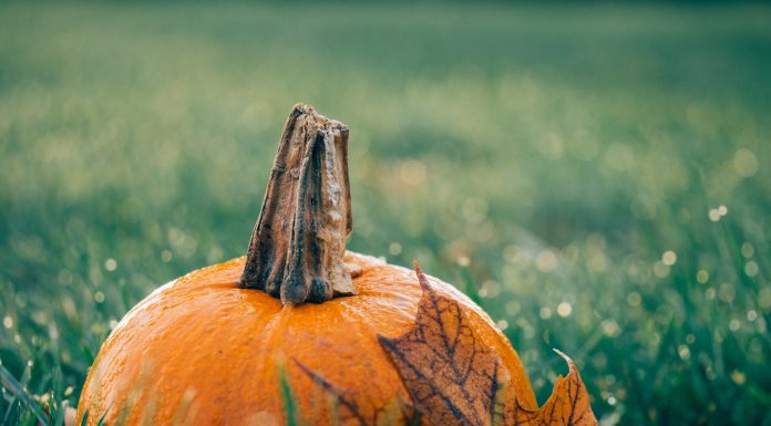 Interpretare vis în care apare dovleac Interpretare vis in care apare dovleac