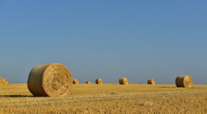 Interpretare vis în care apare fân Interpretare vis in care apare fan