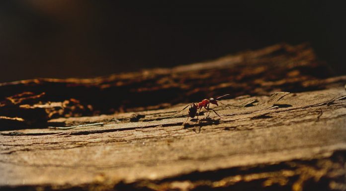 Interpretare vis in care apare furnica