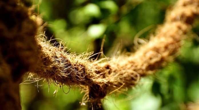 Interpretare vis în care apare gârbaci Interpretare vis in care apare garbaci