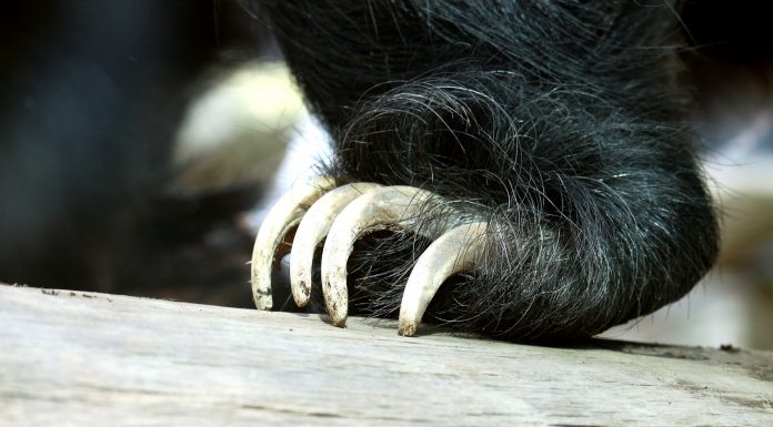 Interpretare vis in care apare gheara