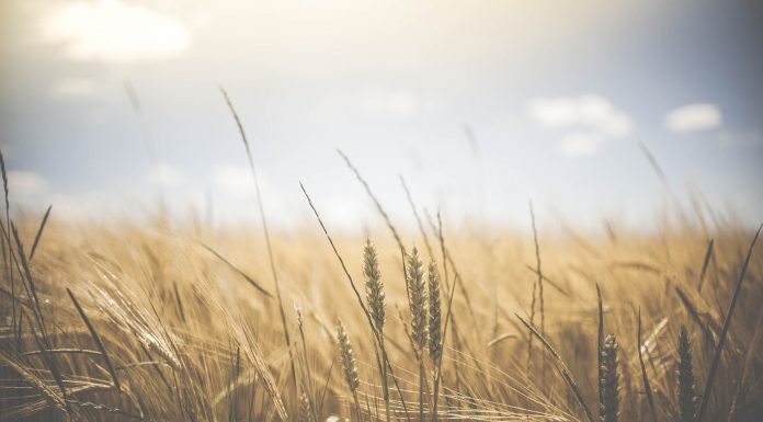 Interpretare vis în care apare grâu Interpretare vis in care apare grau