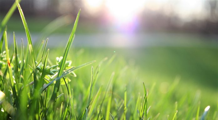 Interpretare vis în care apare iarbă Interpretare vis in care apare iarba