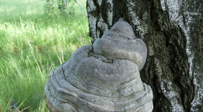 Interpretare vis în care apare iască Interpretare vis in care apare iasca