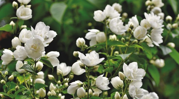 Interpretare vis in care apare iasomie