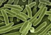 Interpretare vis în care apare infecție Interpretare vis in care apare infectie
