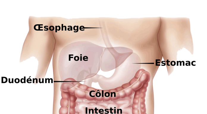 Interpretare vis in care apare intestin