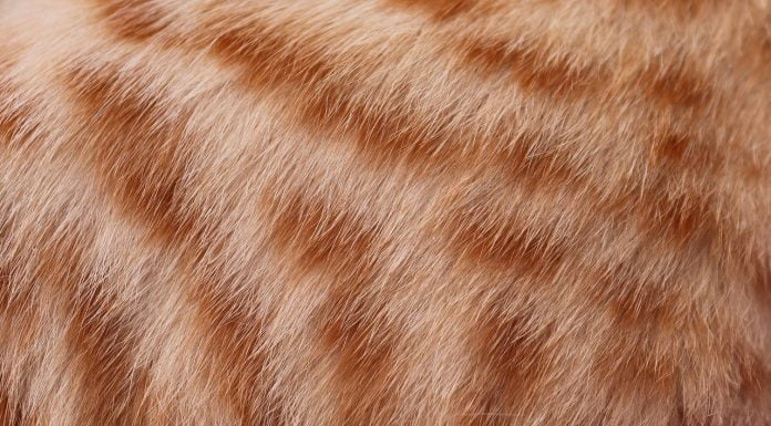 Interpretare vis in care apare o blana