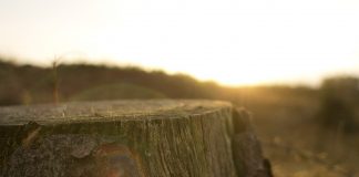 Interpretare vis in care apare o buturuga