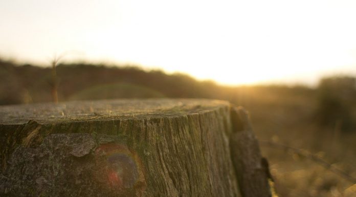 Interpretare vis in care apare o buturuga