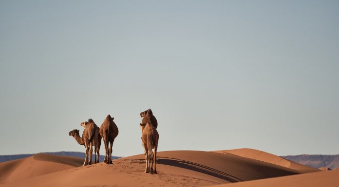 Interpretare vis în care apare o cămilă Interpretare vis in care apare o camila