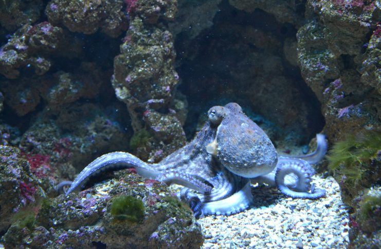 Interpretare vis in care apare o caracatita