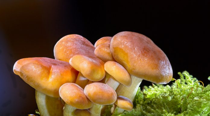 Interpretare vis in care apare o ciuperca