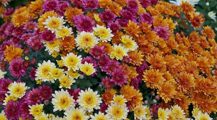 Interpretare vis în care apare o crizantemă Interpretare vis in care apare o crizantema