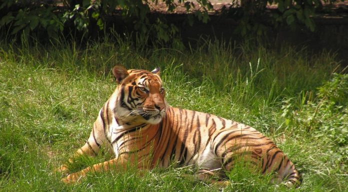 Interpretare vis in care apare o fiara