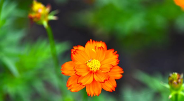 Interpretare vis în care apare o floare Interpretare vis in care apare o floare