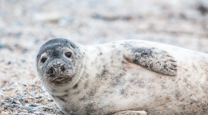 Interpretare vis in care apare o foca