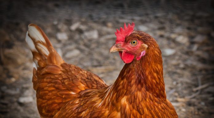 Interpretare vis in care apare o gaina