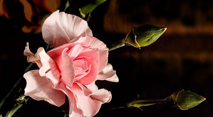 Interpretare vis in care apare o garoafa