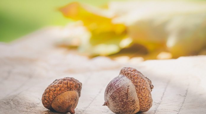 Interpretare vis in care apare o ghinda