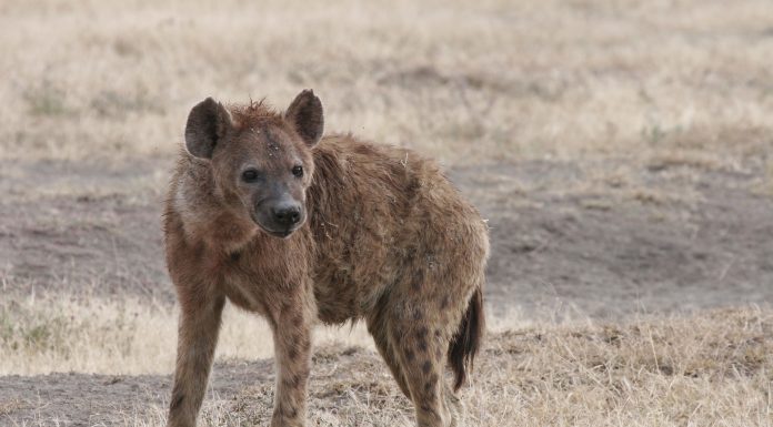 Interpretare vis in care apare o hiena