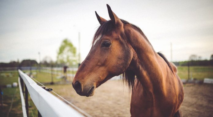 Interpretare vis in care apare o iapa