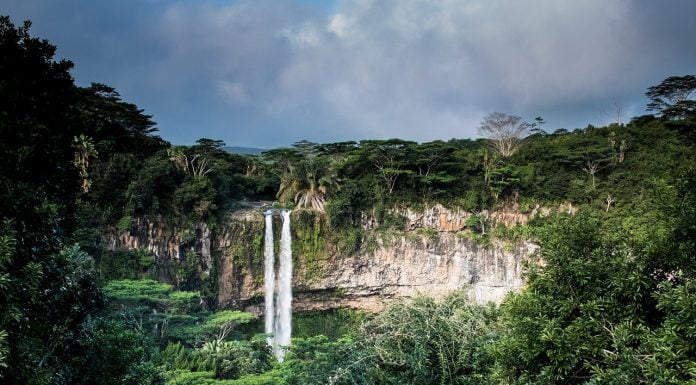 Interpretare vis in care apare o jungla