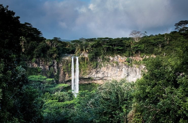 Interpretare vis in care apare o jungla