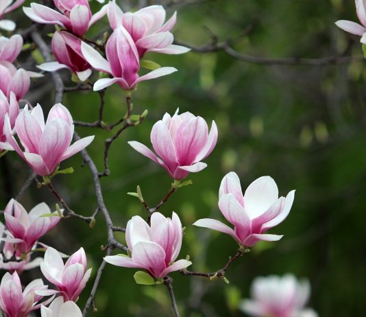 Interpretare vis în care apare o magnolie Interpretare vis in care apare o magnolie