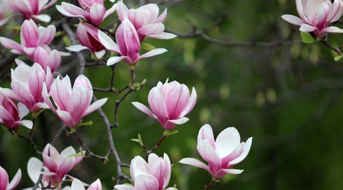 Interpretare vis in care apare o magnolie