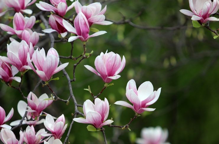 Interpretare vis in care apare o magnolie