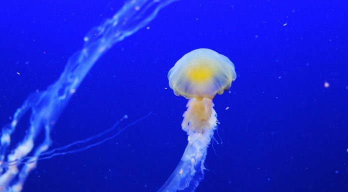 Interpretare vis in care apare o meduza