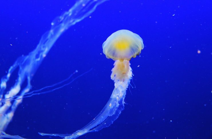 Interpretare vis in care apare o meduza
