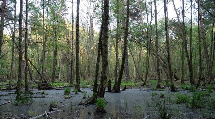 Interpretare vis în care apare o mlaștină Interpretare vis in care apare o mlastina