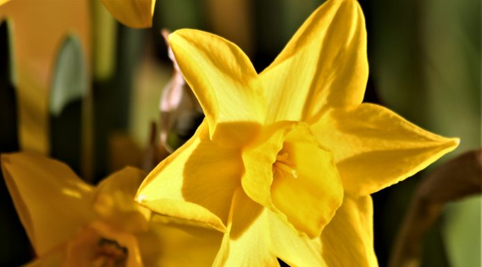 Interpretare vis în care apare o narcisă Interpretare vis in care apare o narcisa