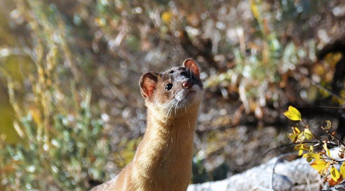 Interpretare vis in care apare o nevastuica