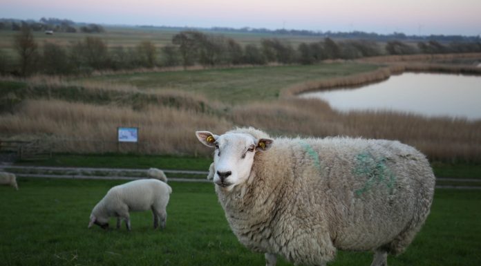 Interpretare vis in care apare o oaie