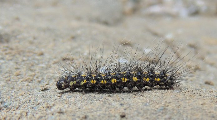 Interpretare vis in care apare o omida