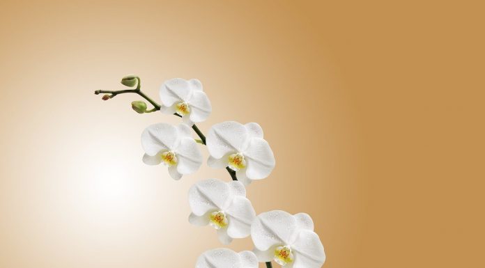 Interpretare vis in care apare o orhidee