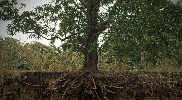 Interpretare vis in care apare o radacina