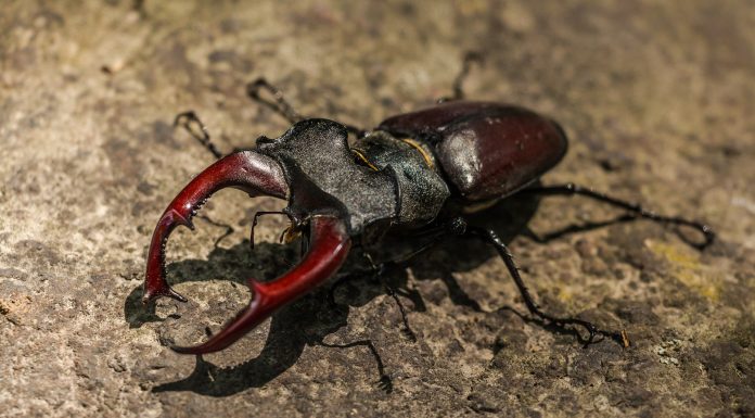 Interpretare vis in care apare o radasca