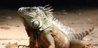 Interpretare vis in care apare o reptila