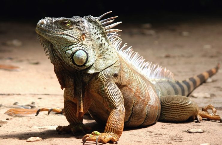Interpretare vis în care apare o reptilă Interpretare vis in care apare o reptila