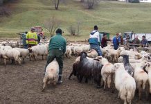 Interpretare vis in care apare o stana