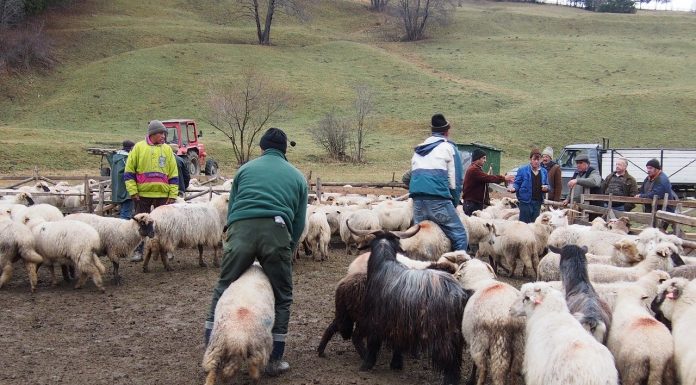 Interpretare vis in care apare o stana