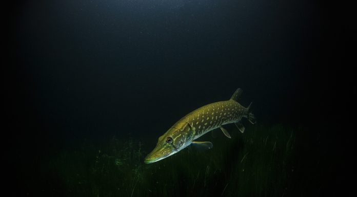 Interpretare vis in care apare o stiuca