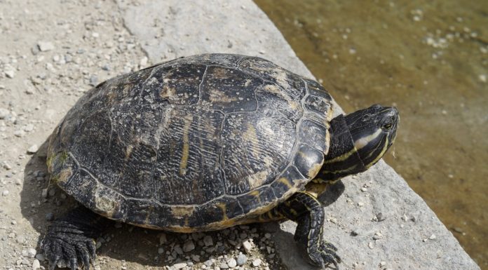 Interpretare vis in care apare o testoasa